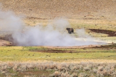 Bear-and-Hot-Springs-III-Hayden-Valley-May-1-2026