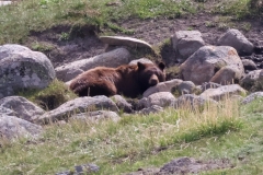 Bear-on-the-Rocks-Lamar-Canyon-May-2-2026
