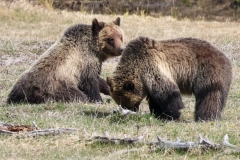 Beryll-Springs-Cubs-May-9-2026