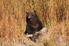 Big-Red-IX-Yellowstone-Lake-October-18-2025