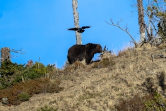 Big-Red-at-the-top-of-the-hill-Yellowstone-Lake-October-18-2025