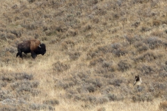 Bison-and-Grizzly-II-Hayden-Valley-October-10-2025