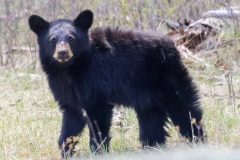Black-Bear-Cub-IV-Little-America-May-2-2026
