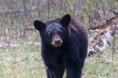Black-Bear-Cub-V-Little-America-May-2-2026