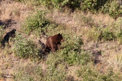 Black-Bear-III-August-20-2025