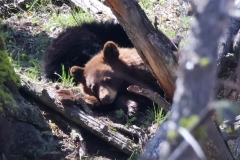 Black-Bear-Twins-II-Little-America-May-2-2026