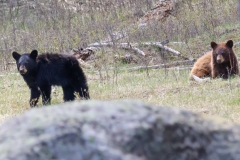 Black-Bear-Twins-III-Little-America-May-2-2026