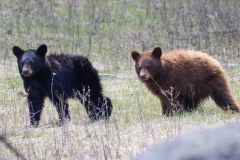 Black-Bear-Twins-V-Little-America-May-2-2026