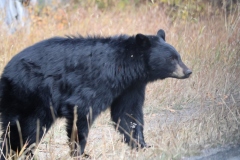 Black-Bear-up-close-October-10-2025