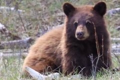 Cinammon-Bear-Cub-Little-America-May-2-2026