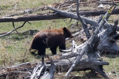 Cinammon-Bear-Elk-Creek-May-2-2026