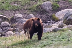 Cinammon-Bear-Lamar-Canyon-May-2-2026