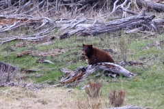 Cinnamon-Black-Bear-Floating-Island-Pond-May-9-2026