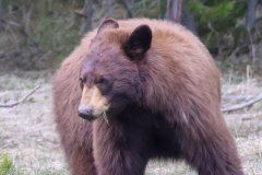 Cinnamon-Black-Bear-II-Canyon-May-8-2026