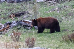 Cinnamon-Black-Bear-II-Floating-Island-Pond-May-9-2026