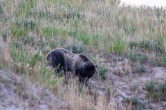 Close-Grizzly-8-26-2