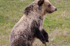 Grizzly-Cub-II-Lamar-Canyon-May-9-2026