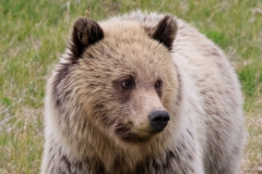 Grizzly-Cub-III-Lamar-Canyon-May-9-2026