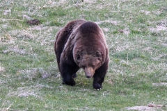 Grizzly-Norris-May-9-2026
