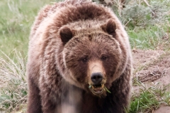 Grizzly-Sow-Lamar-Canyon-May-9-2026