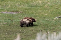 Grizzly-Sow-and-Cub-II-Lamar-Canyon-May-9-2026