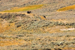 Grizzly-Wolf-Tag-8-25
