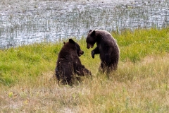 Grizzly-and-Cub-Sparing-August-21-2025