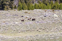 Grizzly-and-Two-Cubs-Hell-Roaring-May-9-2026