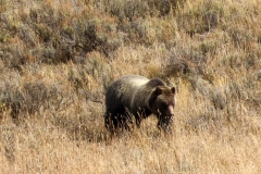 Grizzly-in-Hayden-Valley-II-October-10-2025