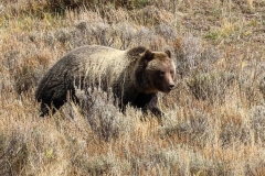 Grizzly-in-Hayden-Valley-III-October-10-2025