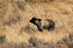 Grizzly-in-Hayden-Valley-October-10-2025