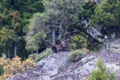 Grizzly-mom-sleeping-II-August-28-2025