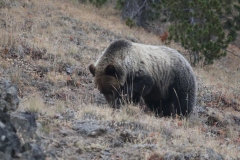 Grizzly-on-Dunrave-Pass-October-3-2025