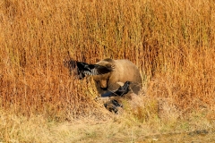 Small-Grizzly-on-Bison-kill-Yellowstone-Lake-October-18-2025