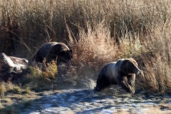 The-Chase-Yellowstone-Lake-October-18-2025