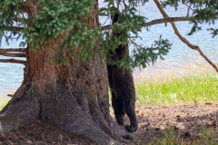 Tree-Bear-II-August-21-2025