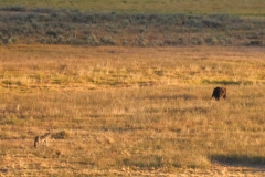 Wolf-and-Grizzly-August-7-2025