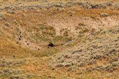 Wolf-and-Grizzly-II-September-1-2025