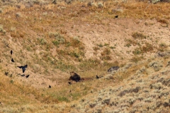 Wolf-and-Grizzly-III-September-1-2025