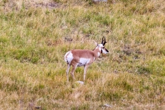 Antelope-August-26-2025