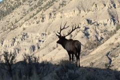 Backlit-Elk-October-10-2025
