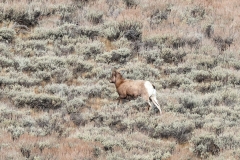 Big-Horn-Ram-November-23-2025