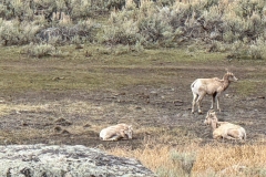 Big-Horn-Sheep