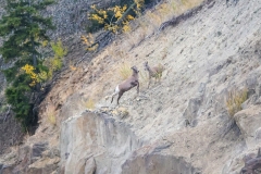 Bighorn-Little-Ones-September-19-2025