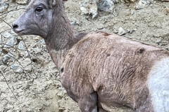 Bighorn