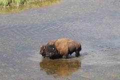 Bison-August-14-2025