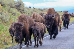 Bison-August-28-2025