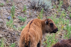 Bison-Calf-August-28-2025
