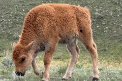 Bison-Calf2