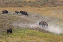 Bison-II-August-14-2025